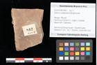 Foto (Objekt + Etikett) von Quercus palaeoilex Ettingshausen (NHMW-GEO-2024-0188-0842)